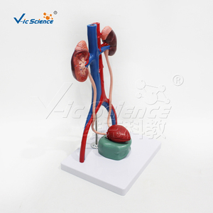 Cuộc sống-kích thước nữ niệu sinh dục hệ thống giải phẫu giải phẫu mô hình thận, niệu đạo, bàng quang, động mạch, và tĩnh mạch mô hình cho giảng dạy - Product Image 6