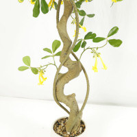 Tanaman Bonsai bunga buatan, digunakan untuk dekorasi dalam ruangan, simulasi pohon bunga, bunga kuning