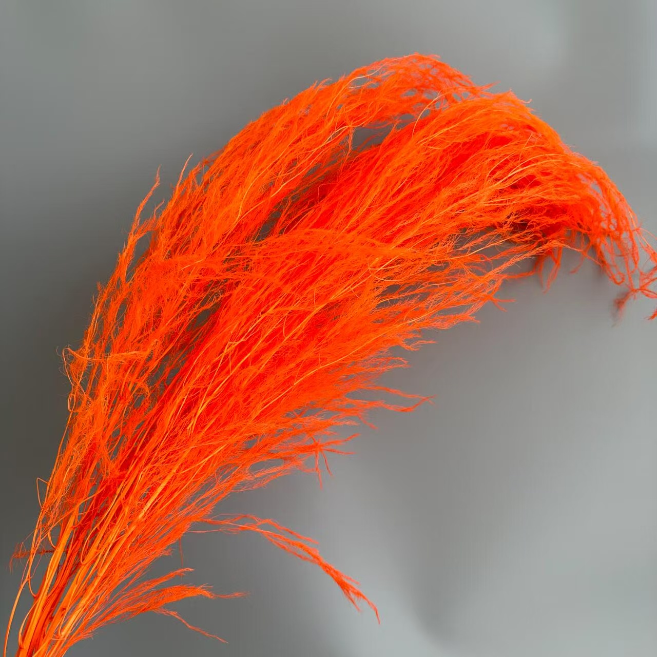 Orange mandarine