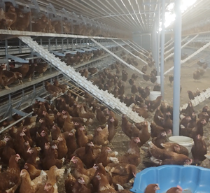 Equipo <span class=keywords><strong>de</strong></span> Alojamiento para Gallinas Ponedoras en Jaulas Libres con Alimentación por Cadena, Recolección Automática <span class=keywords><strong>de</strong></span> <span class=keywords><strong>Huevos</strong></span> y Diseño <span class=keywords><strong>de</strong></span> Granja Consciente del Bienestar - Product Image 1