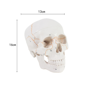 Science médicale modèle de <span class=keywords><strong>crâne</strong></span> en plastique classique <span class=keywords><strong>3D</strong></span> <span class=keywords><strong>humain</strong></span> avec cerveau - Product Image 3