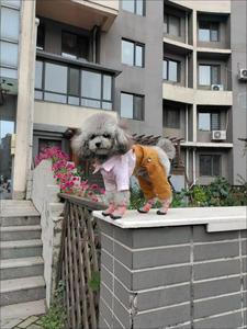 Chó nhỏ và vừa chống trượt mặc Giày thú cưng lưới vải nhỏ và vừa thoáng khí Giày chó lưới - Product Image 3