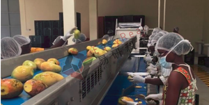 Xoài làm cho máy móc xoài puree dây chuyền sản xuất nhà máy chế biến xoài bột giấy vắt giá - Product Image 3