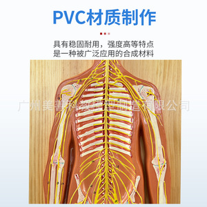 Modèle anatomique du système nerveux humain : système nerveux central, cerveau et moelleuse pinéuse, modèle du tronc, nerfs vertébraux - Product Image 3