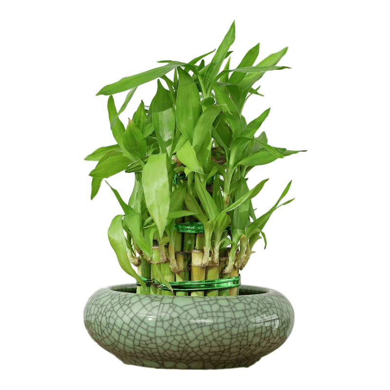Hydroponics Planter Green/White Glazed Ice-cracked Lucky Bamboo Ceramic Pots|  Alibaba.com