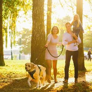 Guinzaglio per cani riflettente staccabile OEM 2 in 1 guinzaglio per cani con cintura di sicurezza per <span class=keywords><strong>auto</strong></span> collare per cani e guinzaglio Set forniture per animali domestici accessori per animali domestici - Product Image 5