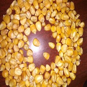 Grade 100% Maturity Yellow <b>Maize</b> Dried Yellow Corn for Animal Feed High Protein Fish <b>Meal</b> for Pig Cattle Horse Food Packaged Bag - Product Image 1