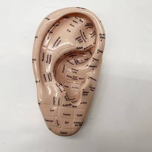 Medicina tradizionale cinese orecchio agopuntura modello attrezzature educative per la formazione & pratica - Product Image 3