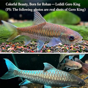 Lampe <span class=keywords><strong>LED</strong></span> pour <span class=keywords><strong>aquarium</strong></span> Ledesk RX Full Spectrum Mahseer Garra, pour <span class=keywords><strong>aquarium</strong></span> de rivière naturelle, favorisant la croissance des <span class=keywords><strong>algues</strong></span>, améliorant la couleur, avec contrôle par minuterie - Product Image 2