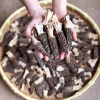 Vente en gros de champignons Morilles frais, Mycélium de culture de Morchella, Graines de champignons Morilles