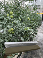 Serre Plante dalle de culture Tomate Commercial