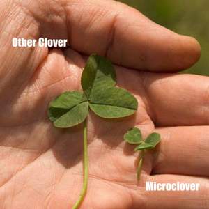 Micro Clover - (1500 G - 750 M2) - Trèfle de pelouse - Pur - Blanc - Herbe - Gazon - Product Image 5
