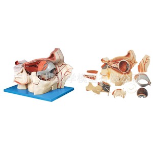 Modèle d'œil ; modèle agrandi de l'œil et de l'orbite ; modèle de formation en ophtalmologie ; modèle de structure oculaire ; muscles oculaires. - Product Image 1