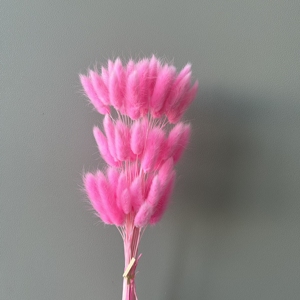 ZanTe En gros Herbe décorative séchée <span class=keywords><strong>Lagurus</strong></span> Ovatus 60 têtes multicolores, Herbe queue de lapin - Product Image 6