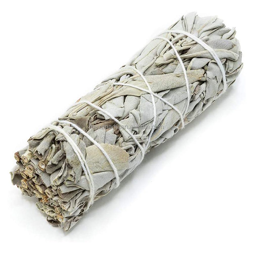 10 cm de sauge blanche