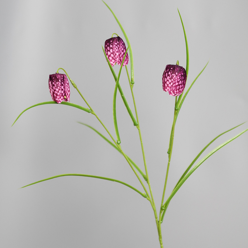 Pourpre