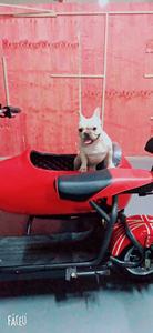 Motocicleta con Sidecar para Turismo, <span class=keywords><strong>Venta</strong></span> Especial, Bicicleta Eléctrica con Motor <span class=keywords><strong>de</strong></span> Energía Verde, Sidecar para Dos o Tres Adultos - Product Image 3