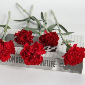 Flores de corte fresco a granel, plantas decorativas de Agricultura de China, flores de corte fresco, clavel rojo - Product Image 2