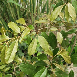 Hu tui zi ye foglia di Elaeagnus spinosa essiccata naturale per erbe - Product Image 4