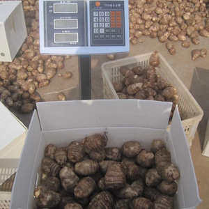 Frische Taro-Wurzel Höchste Qualität Eddo Dasheen <span class=keywords><strong>Cocoyam</strong></span> Arbi Colocasia Gathiya Guter Preis Taro zum Verkauf - Product Image 6