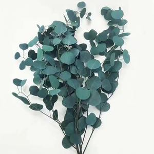 Hojas de Eucalipto Eternas 120g, Ramo de Hojas de Eucalipto Silver Dollar, Ramo de Hojas de Eucalipto Preservadas, Arreglo Floral - Product Image 3