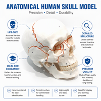 Modèle anatomique médical de crâne avec sutures osseuses et annotations numériques, aide pédagogique pour les écoles de médecine et les cours d'anatomie CE ROHS ISO