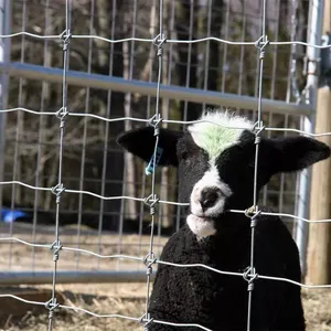 Best-seller Clôtures de campagne supérieures Clôtures de ferme de campagne en métal galvanisé à chaud et à nœud fixe et clôtures de prairie pour animaux