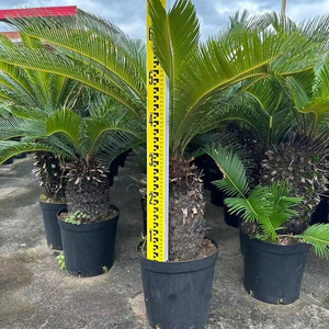 Venta al por mayor de fábrica: Bonsái de palma sago, árboles de vivero naturales vivos, palmeras Cycas auténticas para decoración de interiores y exteriores, hogar, oficina y jardín. - Product Image 2