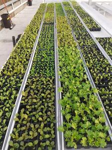 Gouttière hydroponique de plateau de canal de NFT de système de germination de fourrage d'aéroponique de ferme superbe - Product Image 3