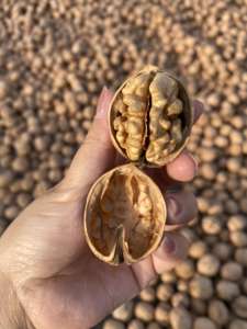 쉘 페이퍼 호두 점보 크기 호두에있는 호두 - Product Image 4