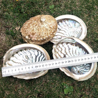 13-15cm Stock de haute qualité en gros naturel brut nettoyé ormeau coquille de mer pour maculage Accent décoration