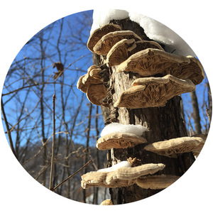 Lenzites séchées de qualité supérieure, champignon de betulina, champignon de polypores à vendre - Product Image 6