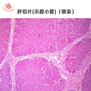 Lames microscopiques d'organes internes, spécimens histologiques physiologiques normaux, aides pédagogiques pour les cours d'anatomie de base en - Product Image 4