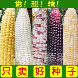 Variétés de maïs supérieures adaptées à des conditions climatiques diverses, idéales pour les parterres de fleurs et la décoration de jardins - Product Image 3