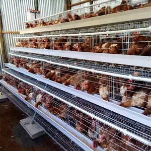 أقفاص طبقات دجاج بغطاء 160 سعة من 4 طبقات مجلفنة ساخنة في مزرعة غانا للدواجن