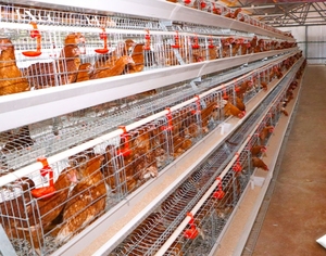 120 tavuk yetiştiriciliği tavuk tabakası kafes galvanizli pil döşeme tavuk tabakası yumurta tavuk kafesi - Product Image 2