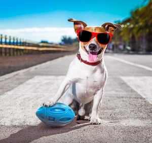 Cane Squeaky Giocattoli per Chewers Aggressivi di Gomma Puppy Chew Sfera con <span class=keywords><strong>Squeaker</strong></span>, Quasi Indistruttibile e Durevole Pet Giocattolo - Product Image 5