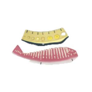 ADA enseignement médical spermatogenèse anatomique ovarienne agrandie et modèles de cycle menstruel PVC de haute qualité - Product Image 5