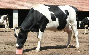 Hayvan kullanılan mineral tuz yalamak blok - Product Image 4