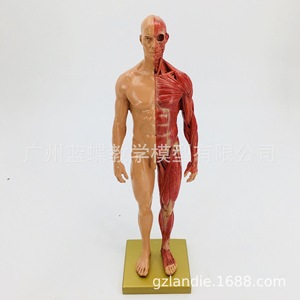 Modèle de figurine humaine artistique de 30 cm : Anatomie musculo-squelettique et structure humaine pour l'enseignement de la peinture CG et de la sculpture - Product Image 4