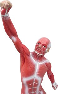 Miniatuur Spierstelsel Model 50 Cm Menselijke Spieranatomie Model Met Oppervlakkige Medische Model Spieren Anatomie - Product Image 4