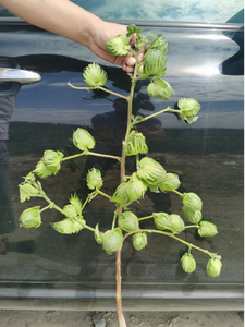 Het Verhogen Van De Groeisnelheid Verbeteren Van De Teelt Van Het Gewas Hoogwaardige Vis Potas Element Stimulerend Middel Beworteling Zeewier Extract - Product Image 3