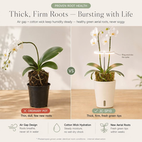 Coffret Cadeau Plante d'Orchidée avec Lampe de Croissance et Pot Intelligent Auto-Arrosant – Boîte Cadeau de Noël pour Plantes d'Intérieur – Vente en Gros Personnalisable