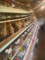 Cage à poules pondeuses en batterie pour ferme avicole, capacité 10000 oiseaux, vente directe usine