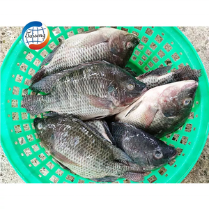 <span class=keywords><strong>Tilapia</strong></span> <span class=keywords><strong>du</strong></span> <span class=keywords><strong>Nil</strong></span> frais congelé pour ferme piscicole ronde entière avec emballage en vrac - Product Image 6
