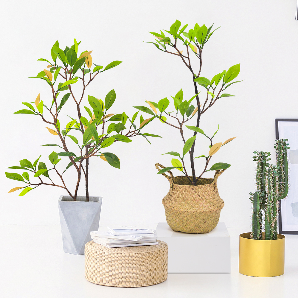 Mangrove Bonsai - Elegant Potted Trees for Indoor Decor