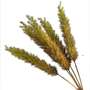 Decoración para el Hogar, Ramo <span class=keywords><strong>de</strong></span> Hierba <span class=keywords><strong>de</strong></span> Cola <span class=keywords><strong>de</strong></span> Zorro para Decoración <span class=keywords><strong>de</strong></span> Oficina y Jardín, Personalizable, Imitación <span class=keywords><strong>de</strong></span> Flor Artificial, Plantas Artificiales - Product Image 5
