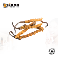Extrait de champignon Ophiocordyceps sinensis LiGNO OCS02, fabriqué en Malaisie, adapté aux mélanges de boissons instantanées.