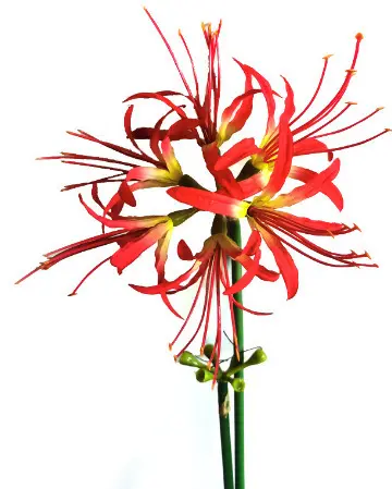 Großhandel neues Design Hochwertige künstliche Seide rote Spinne Lily Manjusaka Flores künstliche Blumen