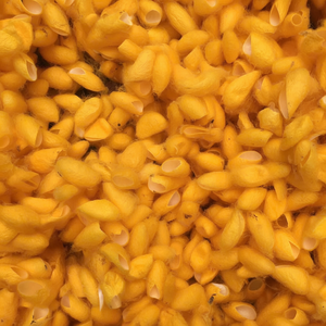 Cocon de soie naturel du Vietnam, qualité supérieure, usage beauté, fournisseur en gros - Product Image 1